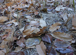 11_1222_frost3.jpg