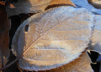 11_1222_frost6.jpg