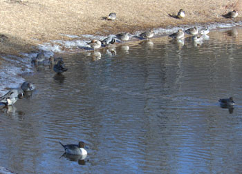 11_1223_onaga_gamo.jpg
