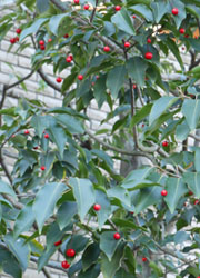 11_1224_soyogo1.jpg