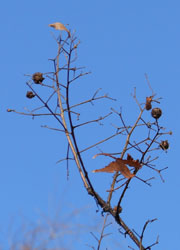 11_1225_sarusuberi1.jpg