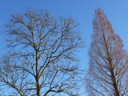 11_1229_metasequoia2.jpg