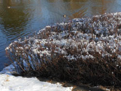 12_0127_kamo1.jpg
