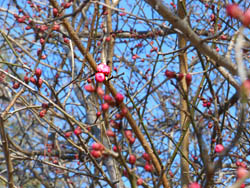 12_0130_koubai.jpg