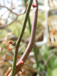 12_0206_noibara.jpg