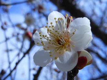 12_0211_hakubai3.jpg