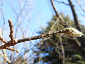 12_0213_kobusi.jpg