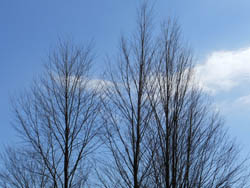 12_0214_katura1.jpg