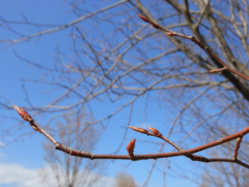 12_0215_june_berry.jpg