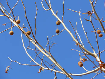 12_0215_platanus.jpg