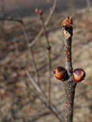 12_0216_lilac1.jpg
