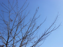 12_0219_egonoki.jpg