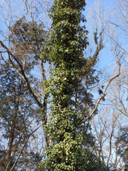 12_0219_fuyuduta1.jpg