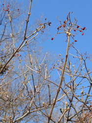 12_0219_gamazumi.jpg