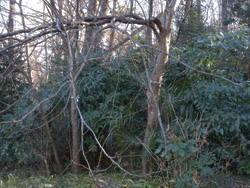 12_0220_uwamizu_z1.jpg