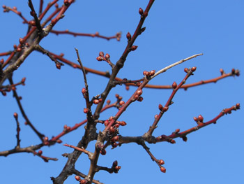 12_0223_bungo_ume.jpg