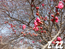 12_0226_ume02.jpg