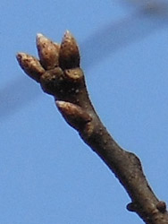 12_0228_pin_oak2.jpg