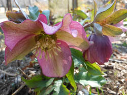 12_0317_helleborus1.jpg