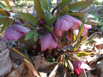 12_0317_helleborus6.jpg