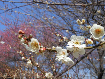 12_0318_ume4.jpg