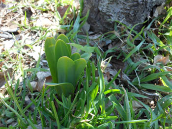 12_0319_natuzuisen.jpg