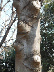 12_0325_kobusi1.jpg