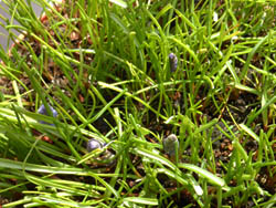 12_0329_muscari1.jpg