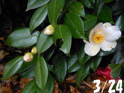 12_0330_tubaki1.jpg