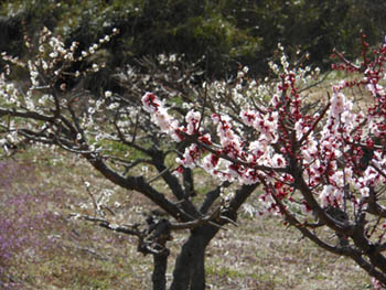 12_0403_ume2.jpg
