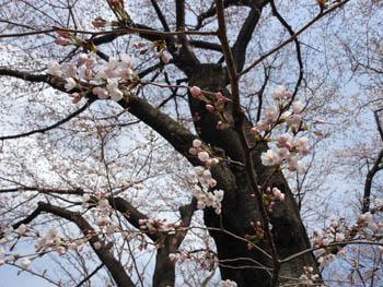 12_0407_sakura.jpg