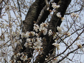 12_0414_yamazakura2.jpg