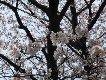 12_0415_sakura1.jpg