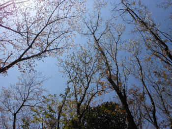 12_0416_komorebi_o3.jpg
