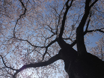 12_0417_sakura5.jpg