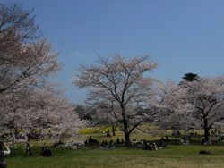 12_0417_sakura6.jpg