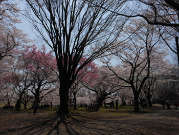 12_0417_sakura8.jpg