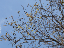 12_0420_kiiroihana2.jpg