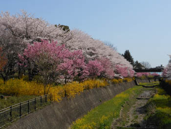 12_0420_sakurabasi2.jpg