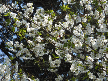 12_0421_sakura1.jpg