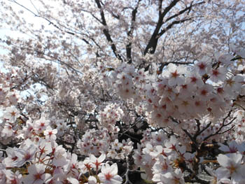 12_0421_sakura3.jpg