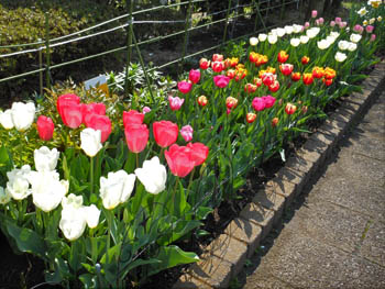 12_0423_tulip2.jpg