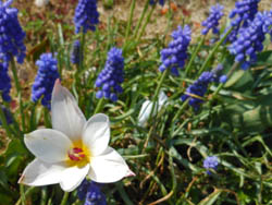 12_0423_tulip5.jpg