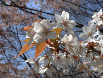 12_0424_yamazakura09.jpg
