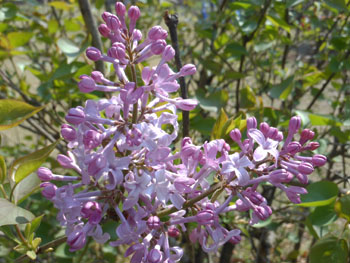 12_0425_lilac2.jpg