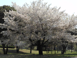 12_0425_yamazakura.jpg