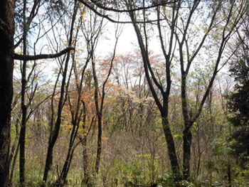 12_0427_zokibayasi3.jpg