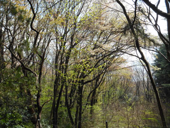 12_0427_zokibayasi5.jpg