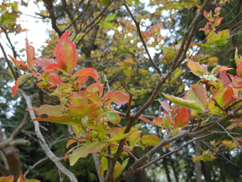12_0429_natuhaze.jpg