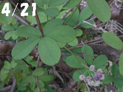 12_0504_akebi1.jpg